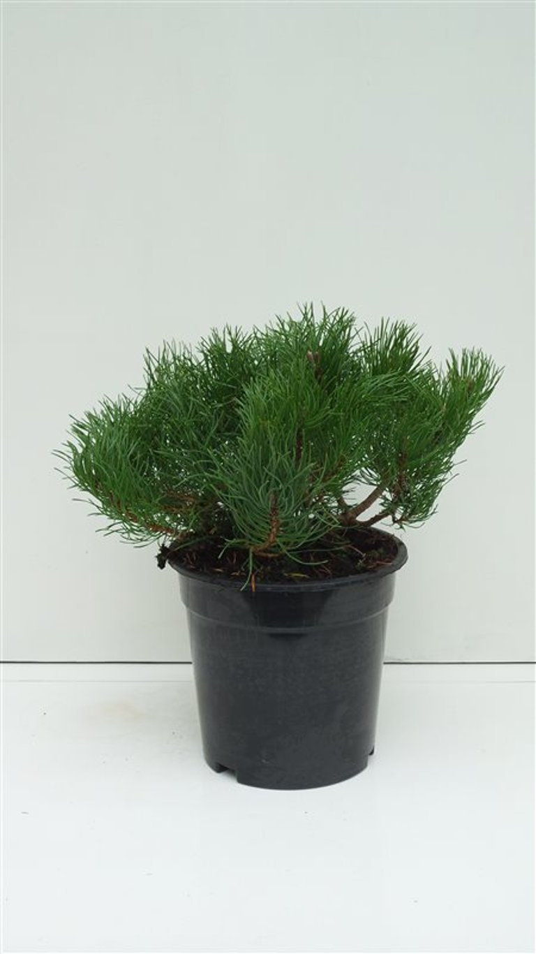 Pinus mugo pumilio - C3 20-25 CM